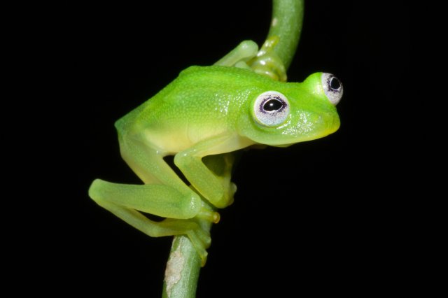 The glass frog, Hyalinobatrachium dianae, found in Costa Rica.