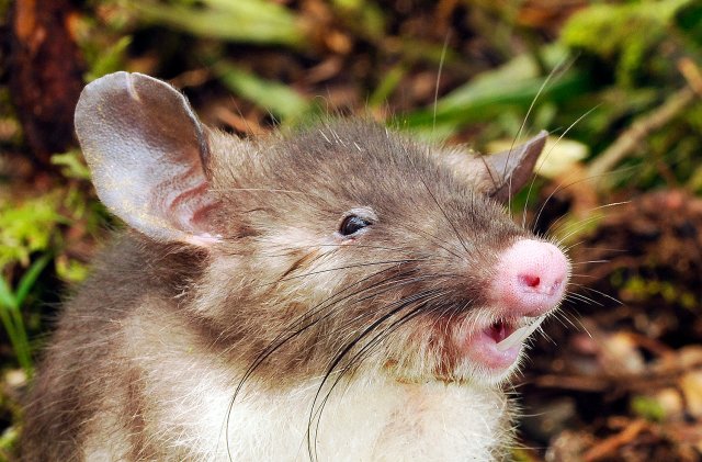Hog-nosed rat Hyorhinomys stuempkei