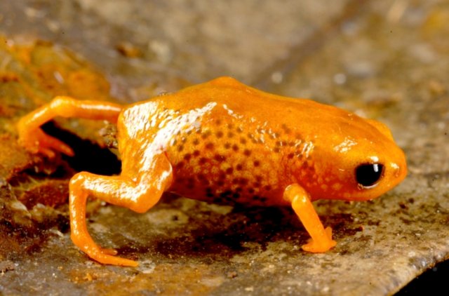 Tiny Brachycephalus Frog
